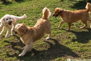 Part 1: Mixed Signals In Dog Training