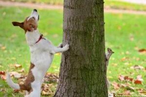 Part 3: My dog doesn’t listen outside, and it’s frustrating!