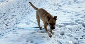 Why Is My Dog Worse in the Spring?